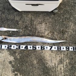 太刀魚、サゴシ